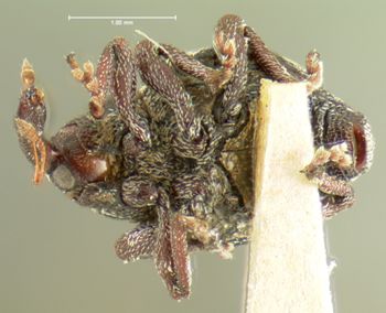 Media type: image;   Entomology 3031 Aspect: habitus ventral view